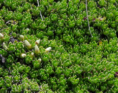 Baccharis caespitosa