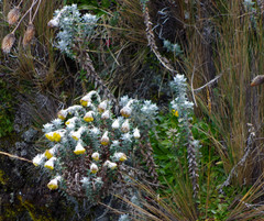 Lasiocephalus ovatus