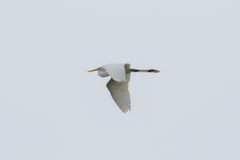 Ardea alba