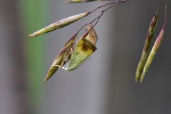 Evergestis extimalis