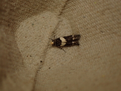 Recurvaria leucatella
