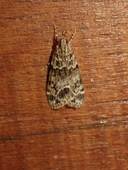 Eudonia lacustrata