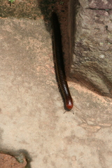 Harpagophoridae