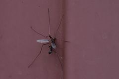 Nigrotipula