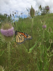 Danaus plexippus