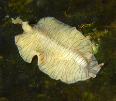 Prostheceraeus crozieri