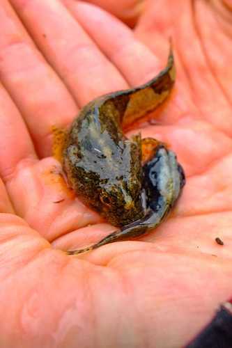 Magellan plunderfish (Harpagifer bispinis) — Harpagiferidae — 2