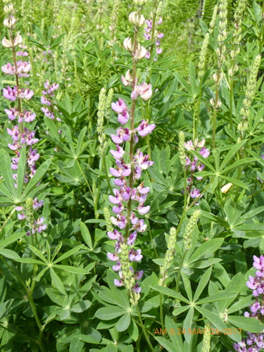 Broad-leaved Lupine
