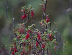 Ribes hirtum