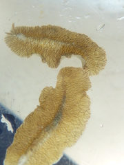 Prostheceraeus crozieri