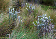 Lasiocephalus ovatus