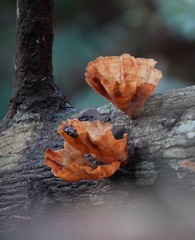 Podoscypha petalodes