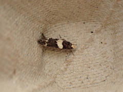 Recurvaria leucatella