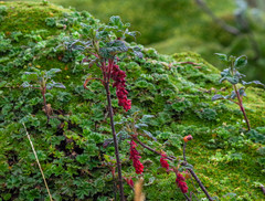 Ribes hirtum