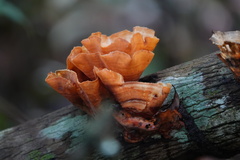 Podoscypha petalodes