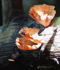 Podoscypha petalodes