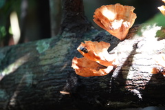 Podoscypha petalodes