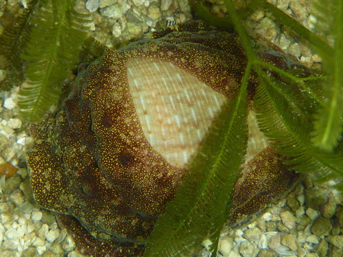 Atlantic Fig Snail