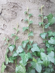 Hedera helix