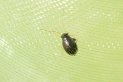 Halticini