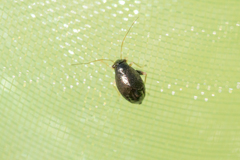 Halticini