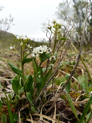 Eutrema edwardsii