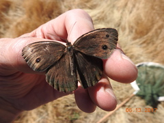 Cercyonis pegala boopis