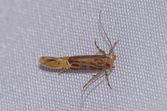 Labdia semicoccinea