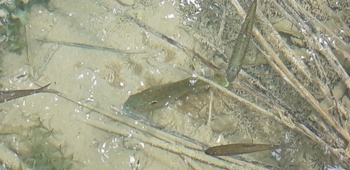 Sunčanica (Lepomis gibbosus)