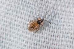 Derephysia longispina