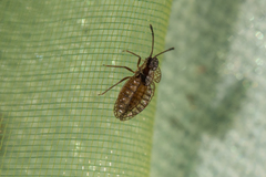 Derephysia longispina