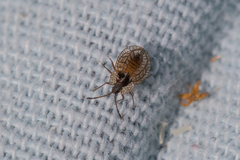 Derephysia longispina