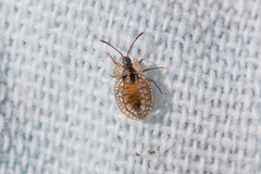 Derephysia longispina