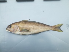 Caulolatilus princeps