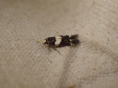 Recurvaria leucatella