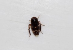 Anoscopus albifrons