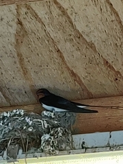 Hirundo rustica
