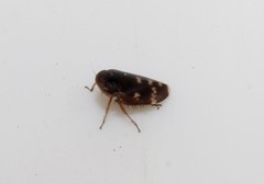 Anoscopus albifrons
