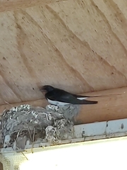 Hirundo rustica