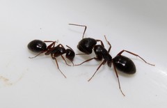 Camponotus ionius