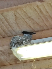 Hirundo rustica