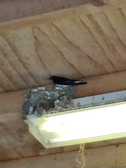 Hirundo rustica