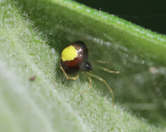 Theridula