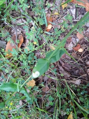 Silene vulgaris