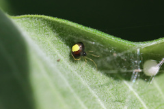 Theridula