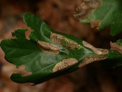 Phyllonorycter lautella