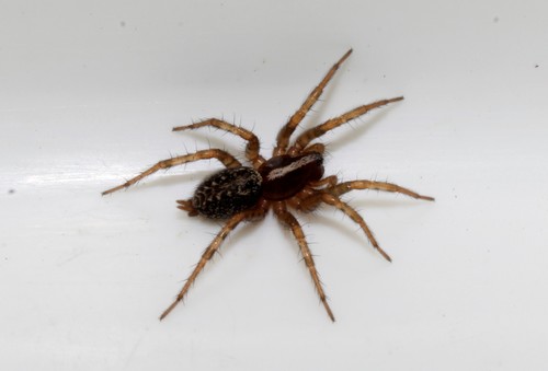 Maimuna vestita · iNaturalist