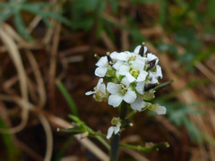 Eutrema edwardsii