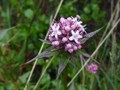 Valeriana capitata