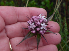 Valeriana capitata